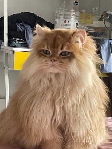 猫咪洗澡篇