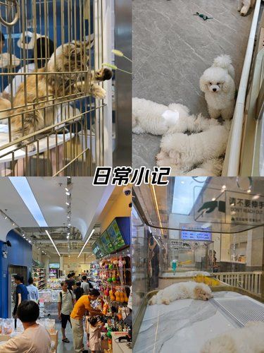 治愈宠物，温暖人心