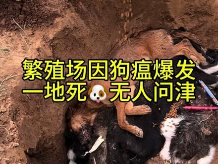 他们对狗狗没有偏爱，只有对金钱的贪婪……#不爱请不要伤害 #没有买卖就没有伤害 #流浪狗救助 #为毛孩子发声