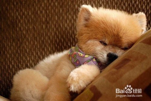 狗狗的睡眠状态