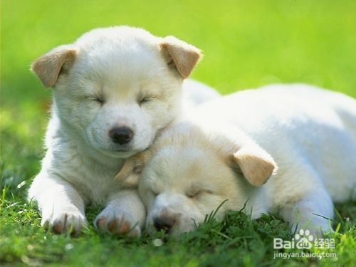 狗狗的睡眠状态