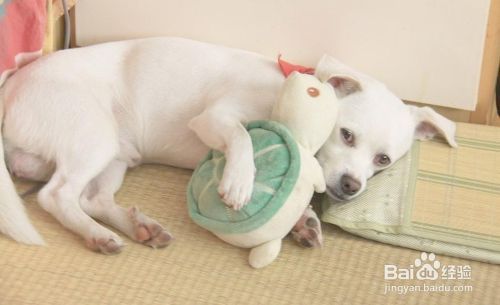 狗狗的睡眠状态