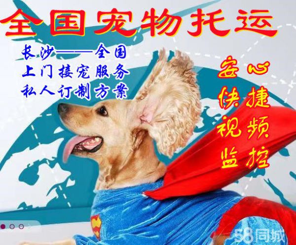 长沙宠物托运·长沙宠物托运-空运当天到-陆运隔天到-正规安全放心