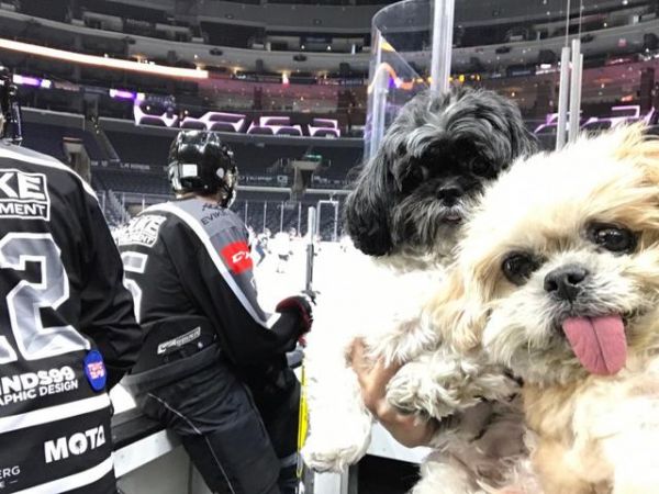 NHL3月18消息汇总：萌宠助威国王与粉丝互动