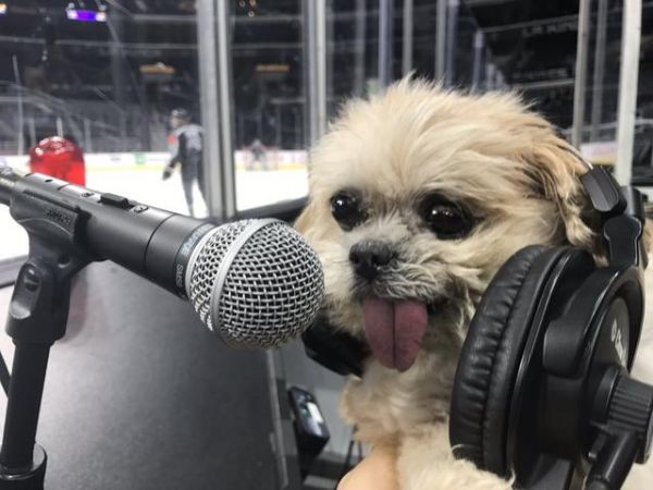 NHL3月18消息汇总：萌宠助威国王与粉丝互动