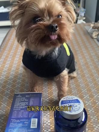 宠物深海鱼油到底怎么选？OMEGA3能维护爱宠心脑，而OMEGA6则能光亮柔顺皮毛，绝魅鱼油双管齐下，更适合哦！#萌宠好物 #科学喂养 #养狗经验分享 #胶囊鱼油 #绝魅深海鱼油