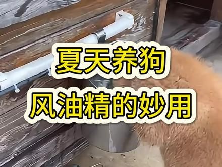 视屏同款购买方法点击头像点击商品橱窗选择百虫铩片 #养狗 #养狗经验分享 #新手养狗 #上热门 #科学养宠