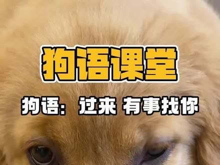 #狗 #养狗的乐趣 #养狗经验分享