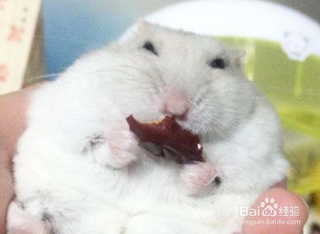 银狐仓鼠怎么分公母 肛门与生殖器官来分辨