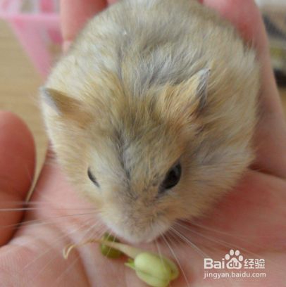 银狐仓鼠可以长多大 体重有三十到四十五克