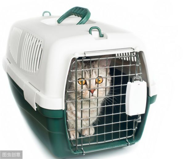 兰州 小狗托运 靠谱 靠谱猫咪狗狗搬家运输