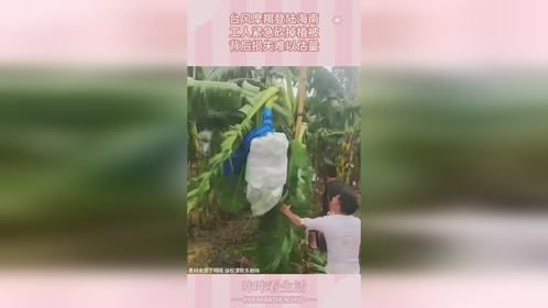 台风摩羯登陆海南，工人紧急砍掉植被，背后损失难以估量！