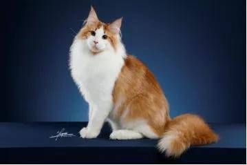 猫咪之魅：AI打造三维风格猫儿形象