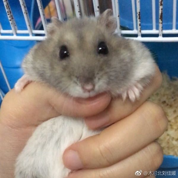 放几张以前的照片