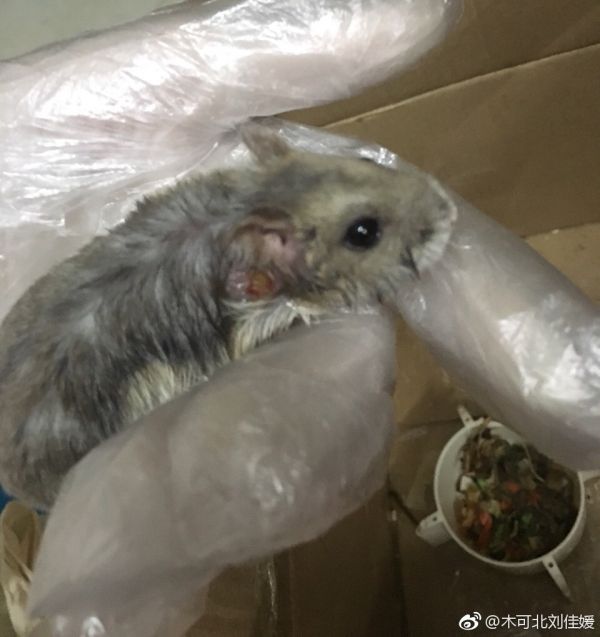 开始没有流脓了