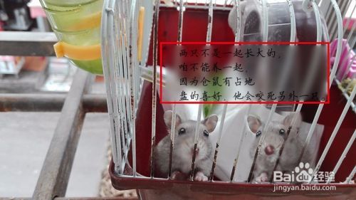 怎么养殖小仓鼠小宠物