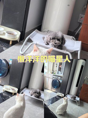 10岁的狗子怎么颜值那么高～