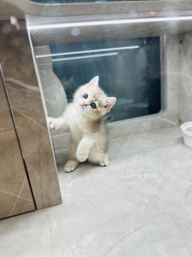 小猫爱搞怪