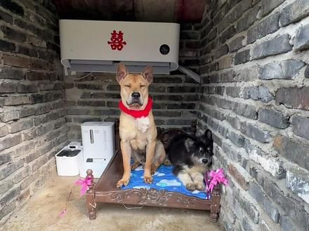 啥也别说了，大家祝阿黄新婚快乐吧！#中华田园犬 #狗狗 #萌宠