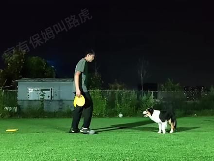 #不养狗不知道养狗的乐趣 #飞盘狗 #狗奔向你的喜悦 如丝般顺滑