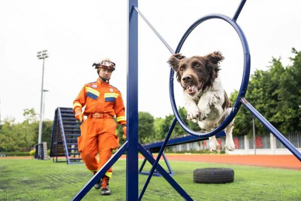 今日是国际搜救犬日，揭秘福州“神犬奇兵”如何炼成！