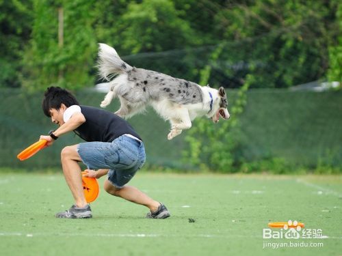和狗玩飞盘要注意什么 训练狗狗玩飞盘的技巧