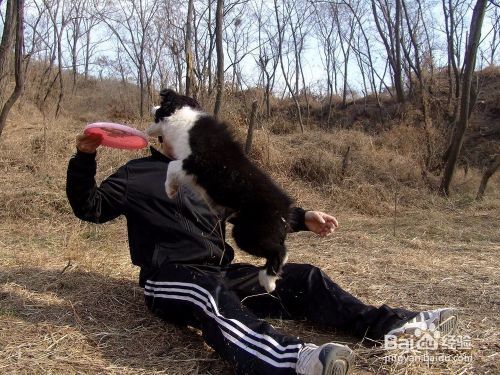 和狗玩飞盘要注意什么 训练狗狗玩飞盘的技巧