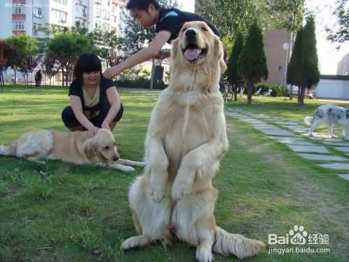 和狗玩飞盘要注意什么 训练狗狗玩飞盘的技巧