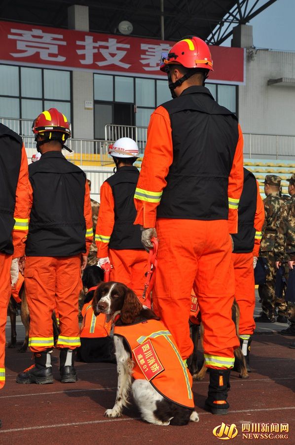 四川31只救援“神犬”同台比拼 厉害了我的搜救犬！