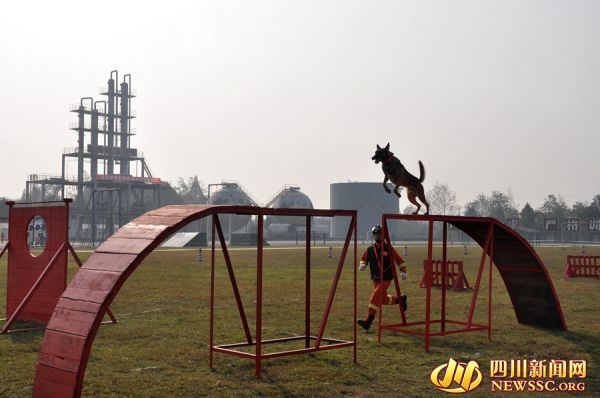 四川31只救援“神犬”同台比拼 厉害了我的搜救犬！