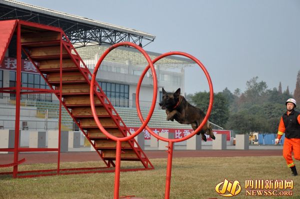 四川31只救援“神犬”同台比拼 厉害了我的搜救犬！