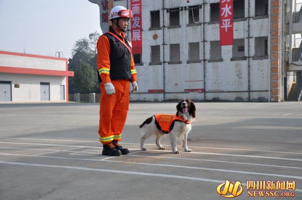 四川31只救援“神犬”同台比拼 厉害了我的搜救犬！