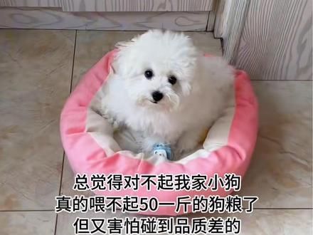 晒出你家毛孩子吃的狗粮!有没有吃了小脸可干净不会长泪痕的! #平价狗粮推荐 #平价狗粮 #小狗能有什么坏心思 #好物推荐