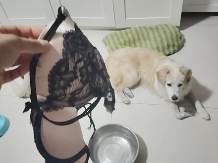 小白白咬废了我一件bra,自己穿不了就毁掉吗?女不教母之过,小黑妹妹也得好好教育一下#我家的小土狗 #萌宠日常记录