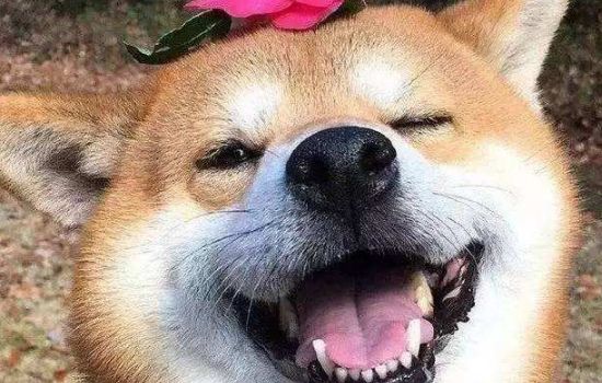 狗狗把一家人谁当主人 狗狗有没有把你当主人看看就知道了