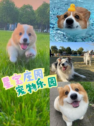 CityDog属于狗狗们的迪士尼乐园