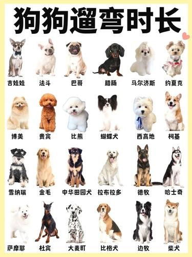 狗狗遛弯时长吐槽！谁最爱出门？