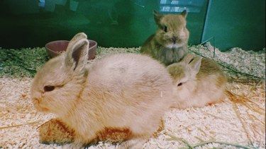 PET HUG 宠物店，爱与温暖的港湾