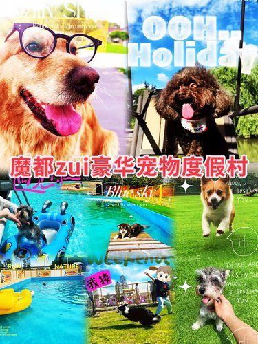 专业与爱打造寄养天堂，让爱宠假期不孤单！