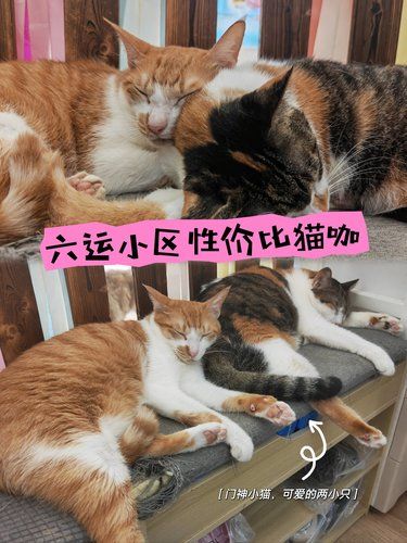 猫瘾又犯了‼️一起来猫苑吸喵呀