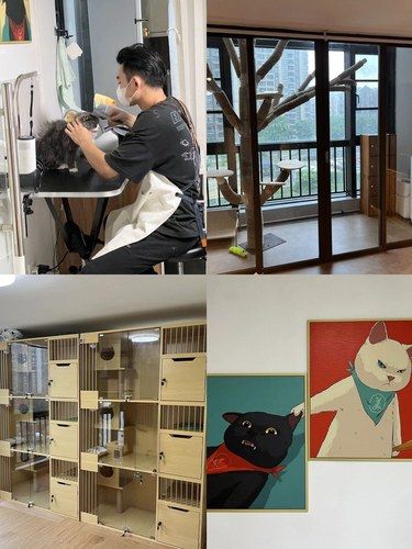 番禺钟村这家猫猫洗护店不要太温馨了！！！