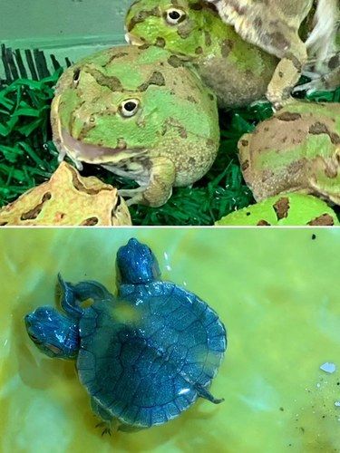 双头龟！火灾后的花鸟鱼虫新世界 