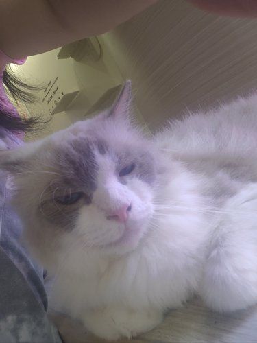 店里猫咪超治愈