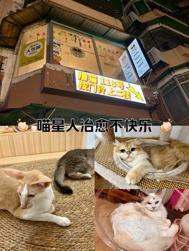 又是被喵星人治愈的一天