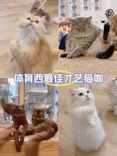 天河南‼️这里的猫猫多才多艺￼