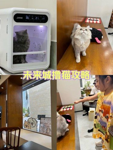 未来城撸猫来这里准没错