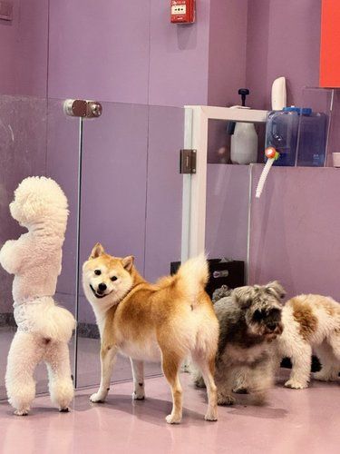 铲屎官们都给我冲这家日托班趴～