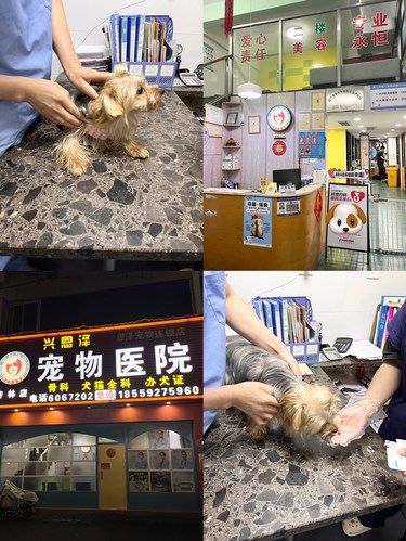 在厦门‼️可以让铲屎官安心的一家宠物