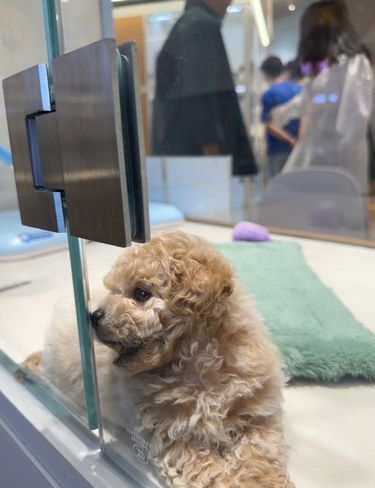 狗道终于开到了合肥包河万象汇啦！
