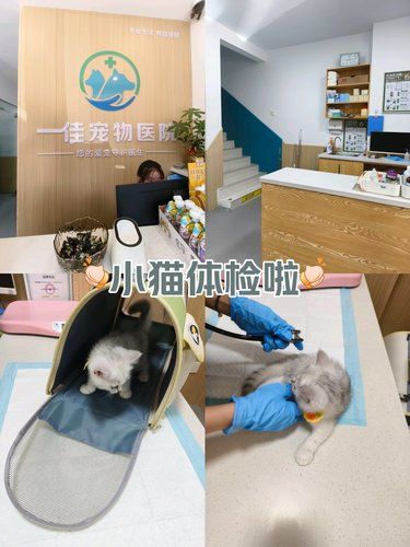带着毛孩子体检的一天